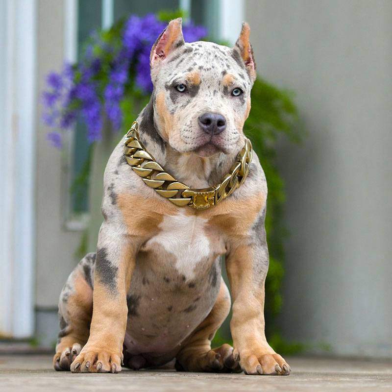 Merle Pitbull puppies with huge muscles playing on grass